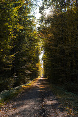 Ground path through a forest  during sunny day in autumn