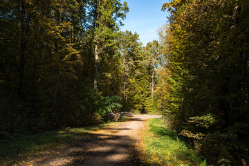 Ground path through a forest  during sunny day in autumn