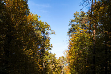 Fototapeta premium Colorfull leaves on a trees with a blue sky behind during early autumn season