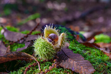 The beautiful Autumn Chestnut in the Enchanted Forest captures natures incomparable charm