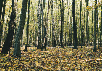 Forest during sunny day on the beginning of fall season