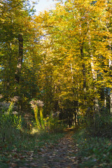 Ground path through a forest  during sunny day in autumn