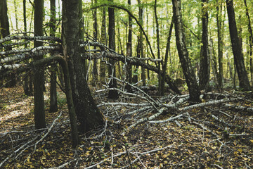 Fallen trees in a forest during sunny day in autumn season
