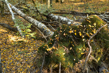 Fallen trees in a forest during sunny day in autumn season
