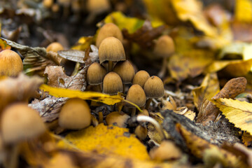 Detail of Coprinellus disseminatus commonly known as the fairy inkcap