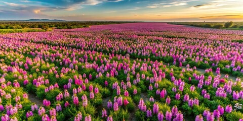 Fototapeta premium Wild orchids flourish, a vibrant spectacle from the sky in Borno.