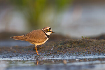 Sieweczka rzeczna, siewka rzeczna, dżdżownik rzeczny[3] Charadrius dubius