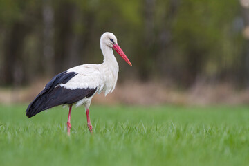 Bocian biały (Ciconia ciconia)