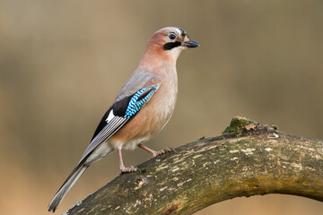 Sójka zwyczajna, Garrulus glandarius