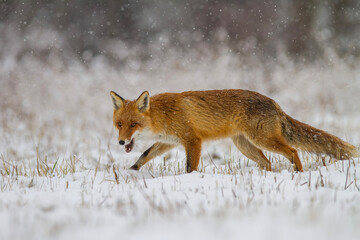 Lis rudy, lis pospolity, Vulpes vulpes, zimą w padającym śniegu © Michal Przystas
