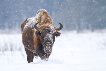 Żubr europejski zimą © Michal Przystas