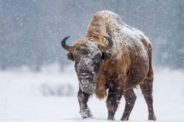 Żubr europejski zimą © Michal Przystas