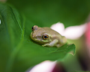 Frog on Leaf