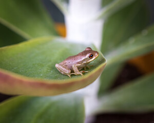 Frog
