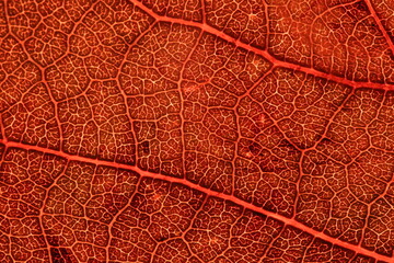 Red leaf texture, extreme close up, flat material, dried leaf
