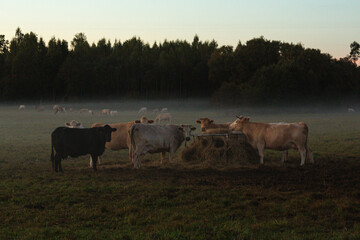 landscape with cow in the fog