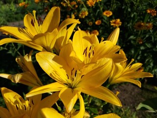 Bright bloom of Asiatic lilies (Yellow county variety) with green foliage in summer garden.