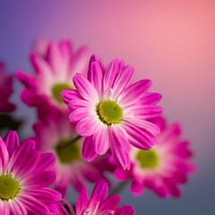 Obraz premium Beautiful Close-up blooming Flowers Background