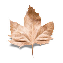 Dried maple leaf on white background