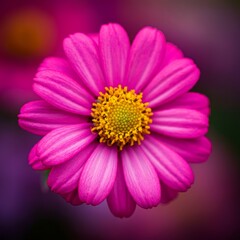 Obraz premium Beautiful Close-up blooming Flowers Background