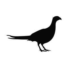 silhouette of a bird