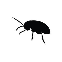 state potato beetle