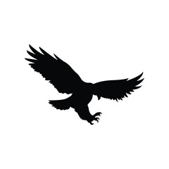 eagle in the sky