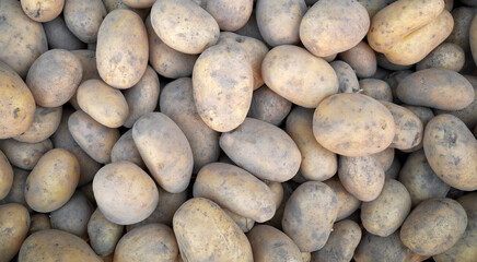 Close up photo of organic potatoes, selective focus.