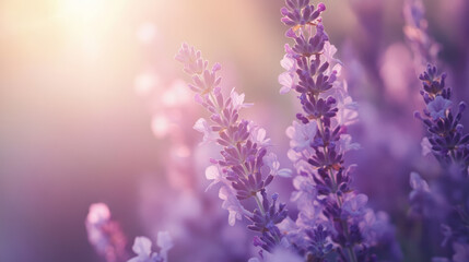 Naklejka premium Imagine a tranquil garden bathed in shades of lavender, each hue exuding calm and serenity. 