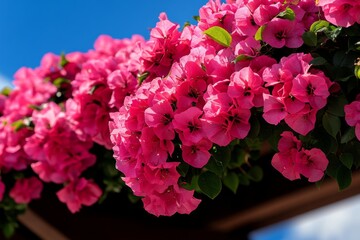 Fototapeta premium Bougainvillea covering a pergola in a Mediterranean garden, its bright flowers creating a vibrant canopy