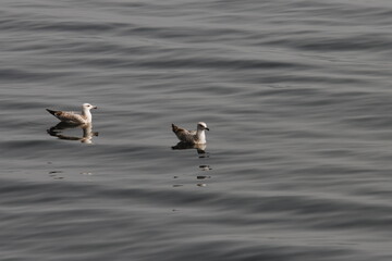 seagull on the water