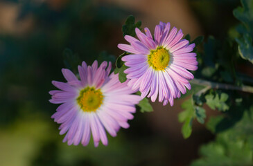 Pink chrysanthemum. Chrysanthemum &times; morifolium (also known as flower daisy and hardy garden mama, or juhua in China) is a species of perennial plants from the Asteraceae family.