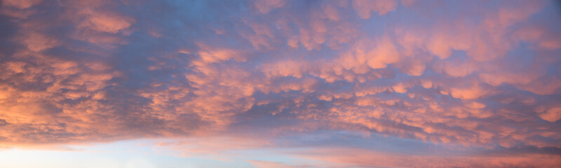 beautiful wide sunset sky with pink mammatus clouds