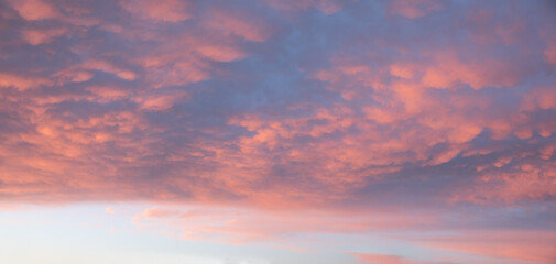 beautiful wide sunset sky with pink mammatus clouds