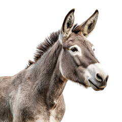 Donkey Portrait on transparent background