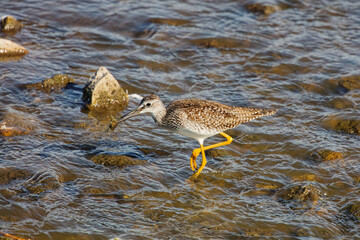 Lesser Yellowleg (Tringa flavipes) on the river with caught crayfish