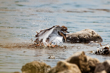 Fototapeta premium The killdeer (Charadrius vociferus) bathes in the river