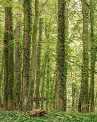 Obraz premium trees in the forest
