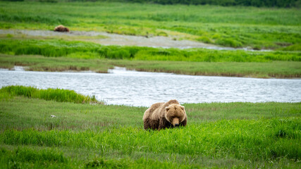Alaskan Brown Bear in a field of green grass