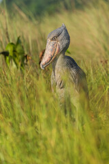 The shoebill (Balaeniceps rex)