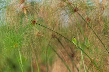 Blue-breasted bee eater (Merops variegatus)