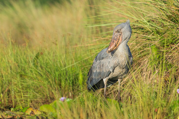 Shoebill (balaeniceps rex)