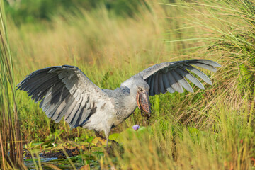 Shoebill (balaeniceps rex)