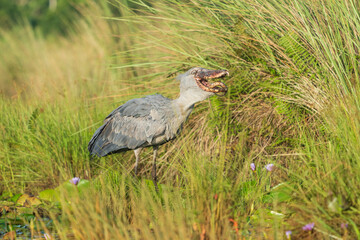Shoebill (balaeniceps rex)