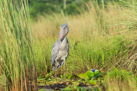 The shoebill (Balaeniceps rex)