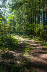 deserted dirt road in the forest