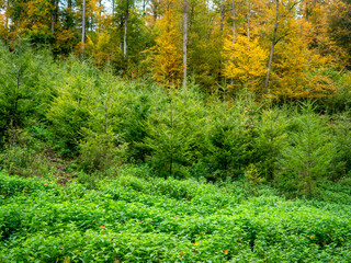 Wiederaufforstung im herbstlichen Mischwald