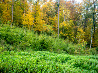 Fototapeta premium Wiederaufforstung im herbstlichen Mischwald