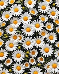 Daisy daisies Pattern of 12 flowers daisies with nothing behind flat-lay