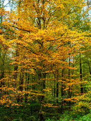 Waldweg durch den herbstlichen Wald